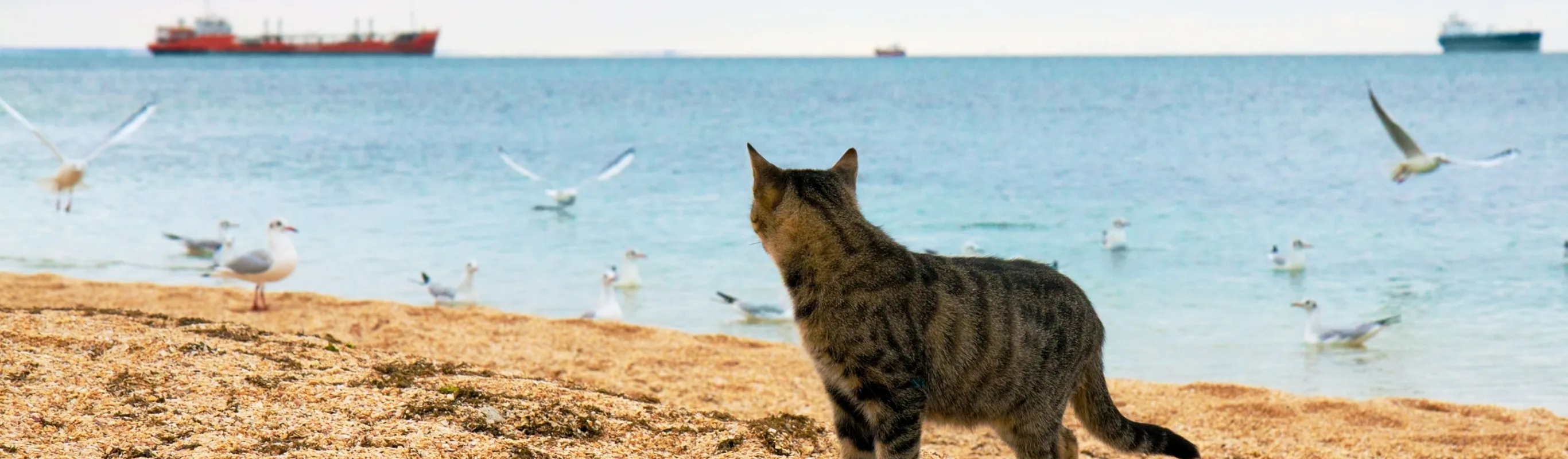 cat on beach looking into ocean